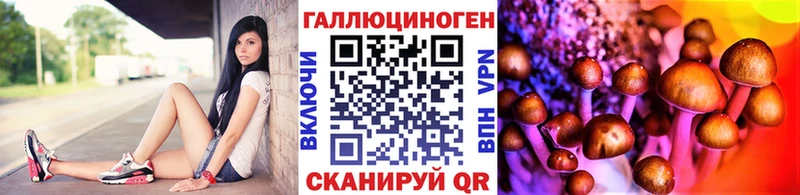где найти   Беслан  Псилоцибиновые грибы GOLDEN TEACHER 
